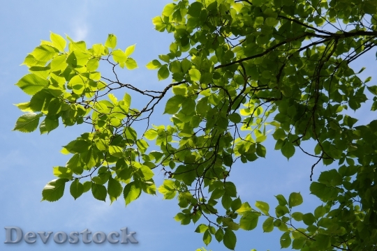 Devostock Leaves Green Tree Mountain