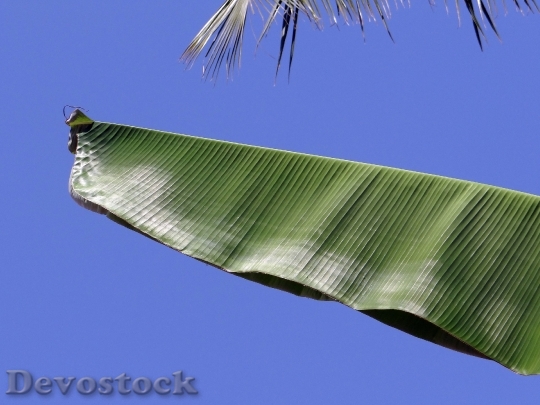Devostock Leaves Leafy Banana Plants