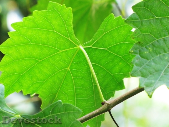Devostock Leaves Vine Muscadine Green