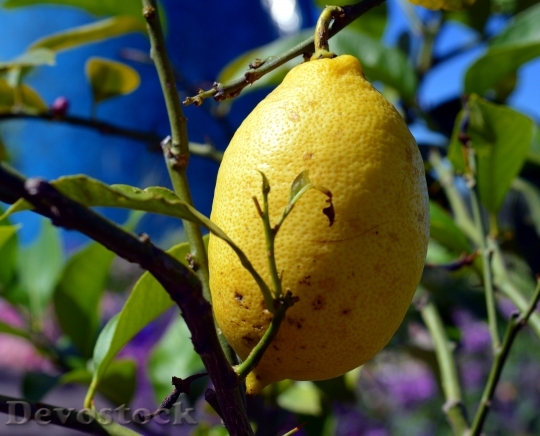 Devostock Lemon Citrus Fruits Lemon