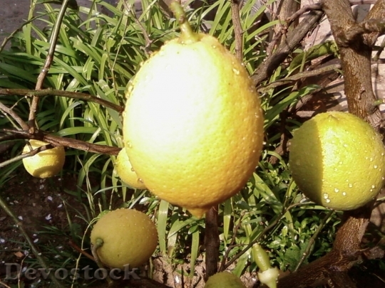 Devostock Lemon Citrus Limonium