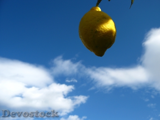 Devostock Lemon Citrus Spain Fruits