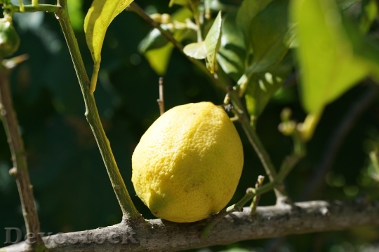 Devostock Lemon Citrus Tree Citrus