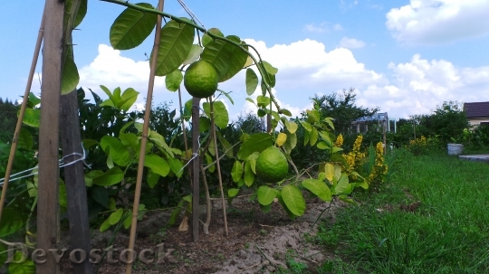 Devostock Lemon Fruit Citrus Green