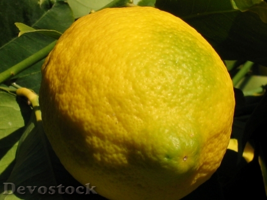 Devostock Lemon Fruit Citrus Yellow 0