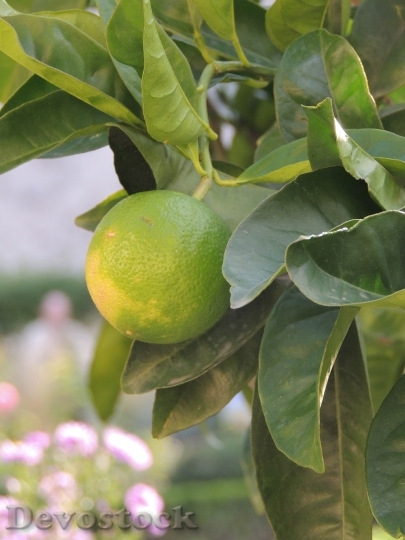 Devostock Lemon Fruit Green Leaves