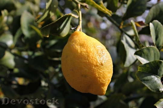 Devostock Lemon Fruit Lemon Juice