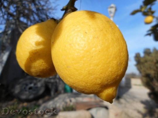 Devostock Lemon Fruit Mediterranean Yellow