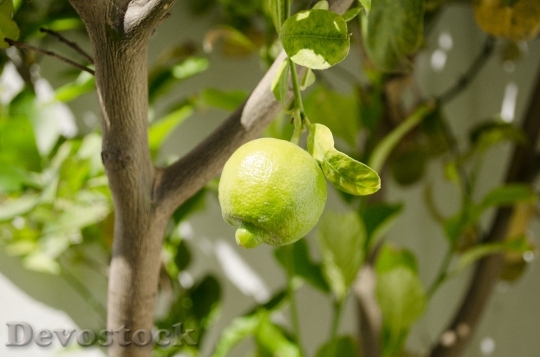 Devostock Lemon Fruit Vegetables Tree