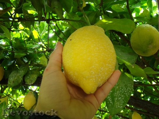 Devostock Lemon Fruit Yellow 470272