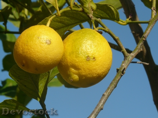 Devostock Lemon Fruit Yellow Malta
