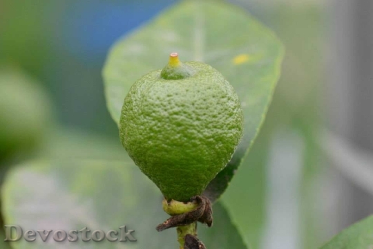 Devostock Lemon Green Plant Fruit