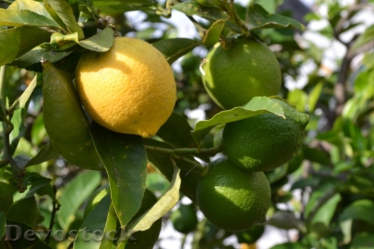 Devostock Lemon Leaf Fruit 110693