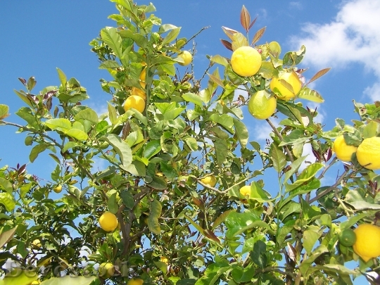 Devostock Lemon Lemon Tree Fruit 0
