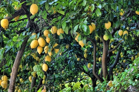 Devostock Lemon Lemon Tree Tree
