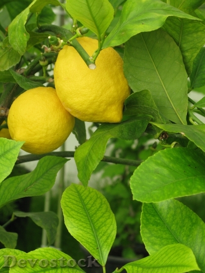 Devostock Lemon Lemonade Tree Fruit