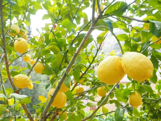 Devostock Lemon Limone Lemon Tree 0