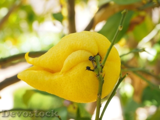 Devostock Lemon Limone Lemon Tree 1