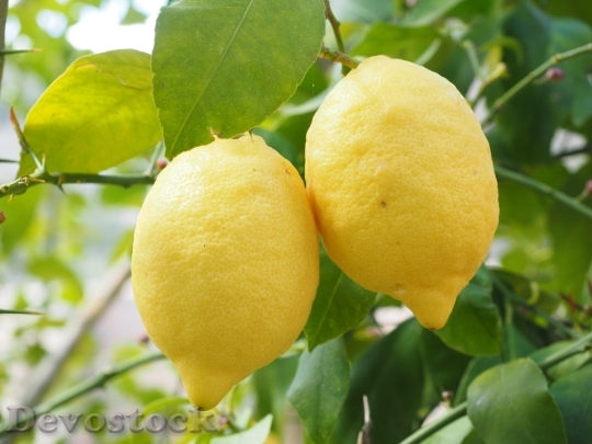 Devostock Lemon Limone Lemon Tree 2
