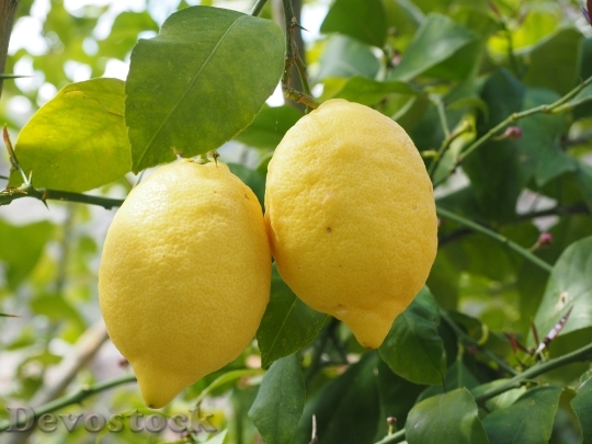Devostock Lemon Limone Lemon Tree 3