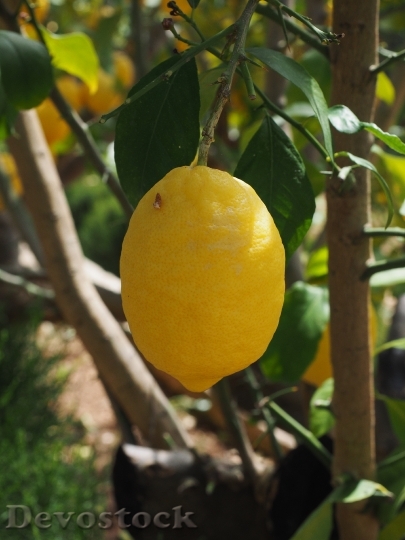 Devostock Lemon Limone Lemon Tree 4