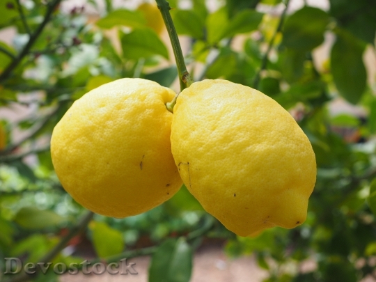 Devostock Lemon Limone Lemon Tree