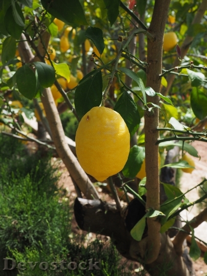 Devostock Lemon Limone Lemon Tree 5