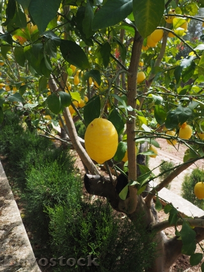 Devostock Lemon Limone Lemon Tree 6