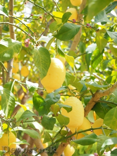 Devostock Lemon Limone Lemon Tree 7