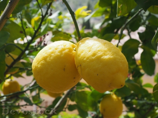 Devostock Lemon Limone Lemon Tree 8