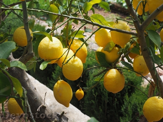 Devostock Lemon Limone Lemon Tree 9