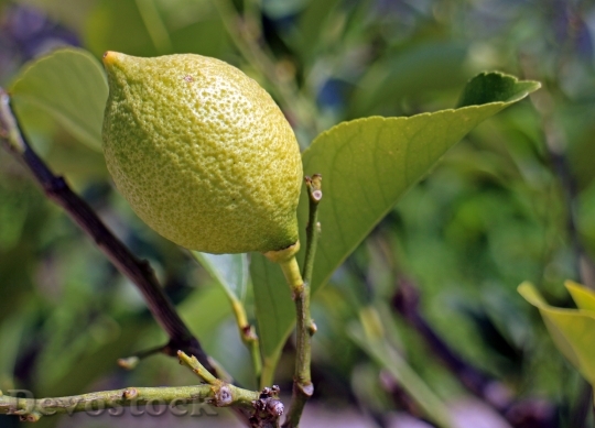 Devostock Lemon Limone Tree Fruit