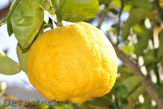 Devostock Lemon Orange Fruit Citrine