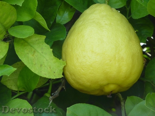 Devostock Lemon Ponderosa Lemon Fruit