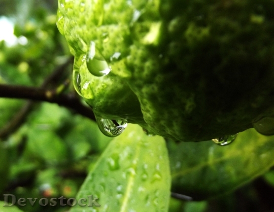 Devostock Lemon Rain Green Droplet