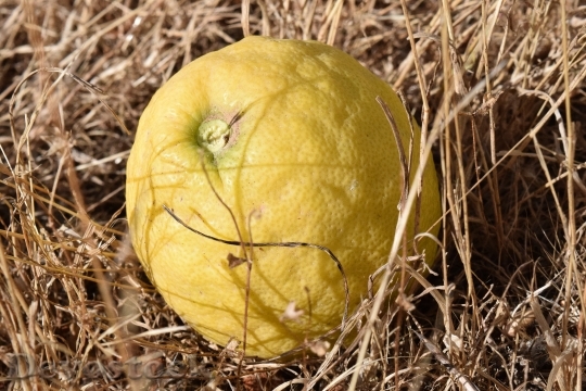 Devostock Lemon Ripe Yellow Arid