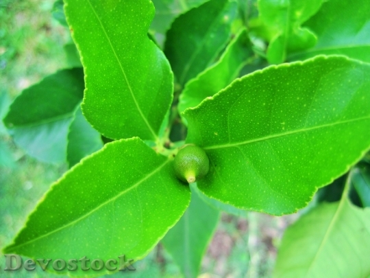 Devostock Lemon Tiny Leaves Plant