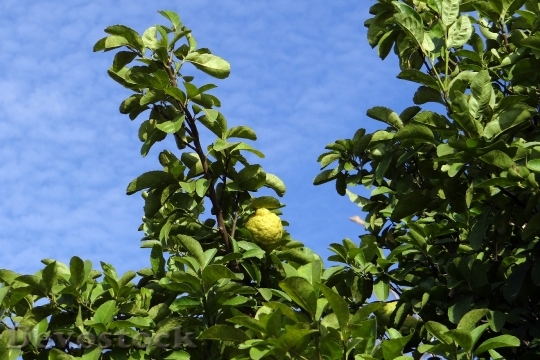 Devostock Lemon Tree Citron Fruit 0