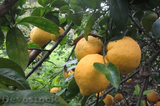 Devostock Lemon Tree Fruit Fruit