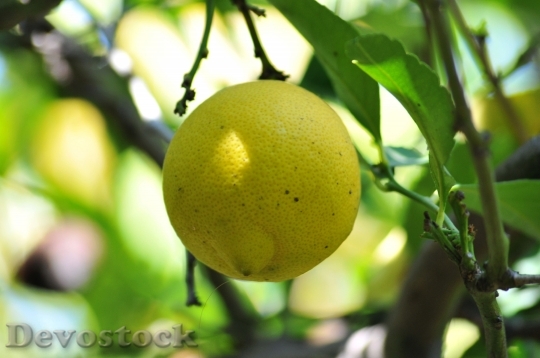 Devostock Lemon Tree Fruit Organic