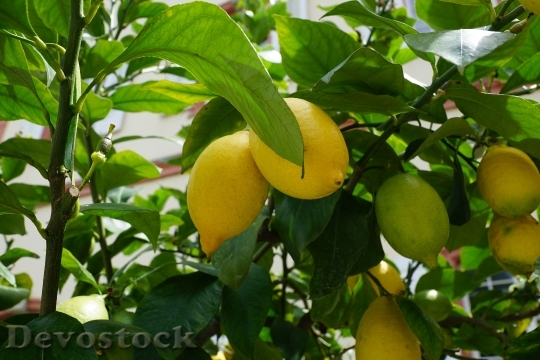 Devostock Lemon Tree Green Sour 0