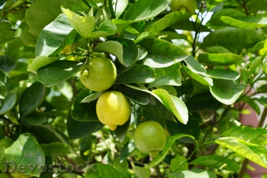 Devostock Lemon Tree Green Sour 1