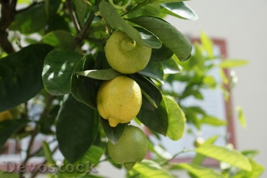 Devostock Lemon Tree Green Sour 2