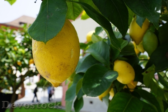 Devostock Lemon Tree Green Sour
