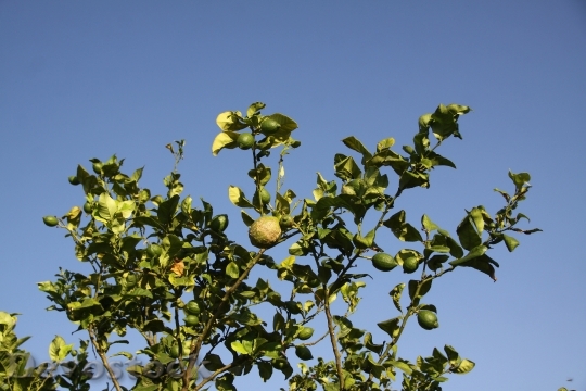 Devostock Lemon Tree Lemon Fruit
