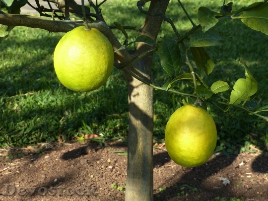 Devostock Lemon Tree Lemon Sour