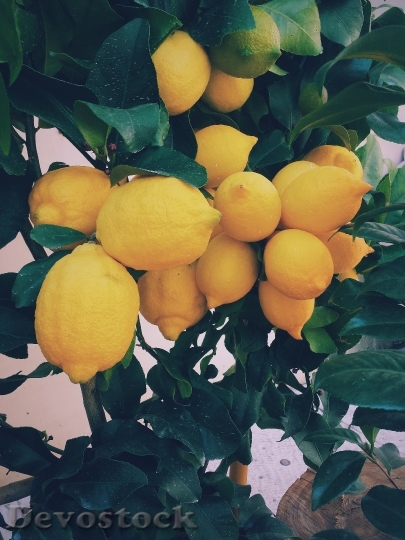 Devostock Lemon Tree Lemons Tree 0