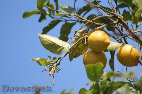 Devostock Lemon Tree Lemons Tree