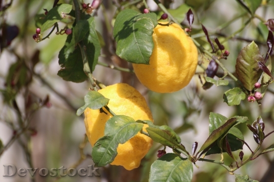 Devostock Lemon Tree Nature Fruit