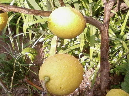 Devostock Lemons Fruit On Tree